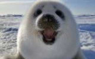 Ошибка аутентификации сети